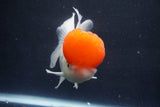 Thai Oranda  Red Cap 5.5 Inch (ID#1018To13a-49) Free2Day SHIPPING