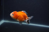 Yuan Bao Oranda  Calico 3.5 Inch (ID#0107Yb10b-82) Free2Day SHIPPING