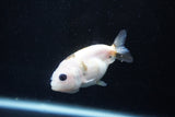 2Pack Ranchu   1.5-2 Inch (ID#1210ToPTD-10) Free2Day SHIPPING