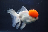 Thai Oranda  Red Cap 5.5 Inch (ID#1018To13a-49) Free2Day SHIPPING