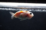 2Pack Ranchu   1.5-2 Inch (ID#1210ToPTD-10) Free2Day SHIPPING