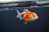 Yuan Bao Oranda  Calico 3.5 Inch (ID#0107Yb10b-82) Free2Day SHIPPING