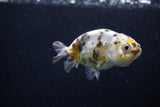 2Pack Ranchu   1.5-2 Inch (ID#1210ToPTD-10) Free2Day SHIPPING