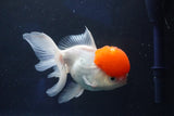 Thai Oranda  Red Cap 5.5 Inch (ID#1018To13a-49) Free2Day SHIPPING