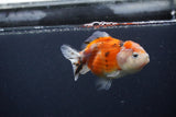 Yuan Bao Oranda  Calico 3.5 Inch (ID#0107Yb10b-82) Free2Day SHIPPING