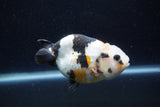 Milk Cow Ranchu  Calico 4 Inch (ID#1220R10c-86) Free2Day SHIPPING