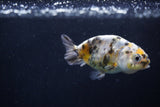 2Pack Ranchu   1.5-2 Inch (ID#1210ToPTD-10) Free2Day SHIPPING