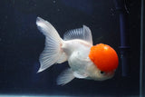 Thai Oranda  Red Cap 5.5 Inch (ID#1018To13a-49) Free2Day SHIPPING