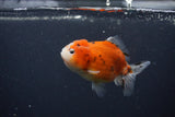 Yuan Bao Oranda  Calico 3.5 Inch (ID#0107Yb10b-82) Free2Day SHIPPING