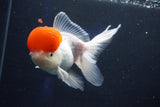 Thai Oranda  Red Cap 5.5 Inch (ID#1018To13a-49) Free2Day SHIPPING