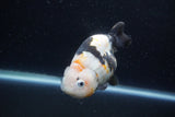 Milk Cow Ranchu  Calico 4 Inch (ID#1220R10c-86) Free2Day SHIPPING