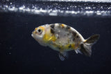 2Pack Ranchu   1.5-2 Inch (ID#1210ToPTD-10) Free2Day SHIPPING