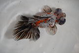 Butterfly  Calico 4.5 Inch (ID#910B8b2c-75) Free2Day SHIPPING