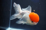 Thai Oranda  Red Cap 5.5 Inch (ID#1018To13a-49) Free2Day SHIPPING