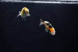 2Pack Ranchu  1.5-2 Inch (ID#1210ToPTD-11) Free2Day SHIPPING