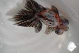 Butterfly  Calico 4.5 Inch (ID#910B8b2c-75) Free2Day SHIPPING