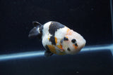 Milk Cow Ranchu  Calico 4 Inch (ID#1220R10c-86) Free2Day SHIPPING