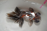 Butterfly  Calico 4.5 Inch (ID#910B8b2c-75) Free2Day SHIPPING