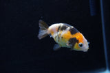 2Pack Ranchu  1.5-2 Inch (ID#1210ToPTD-11) Free2Day SHIPPING