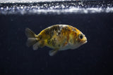 2Pack Ranchu  1.5-2 Inch (ID#1210ToPTD-11) Free2Day SHIPPING