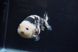 Milk Cow Ranchu  Calico 4.5 Inch (ID#1224R10c-81) Free2Day SHIPPING