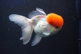 Thai Oranda  Red Cap 5 Inch (ID#1018To13a-50) Free2Day SHIPPING