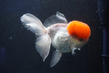 Thai Oranda  Red Cap 5 Inch (ID#1018To13a-50) Free2Day SHIPPING