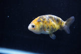 2Pack Ranchu  1.5-2 Inch (ID#1210ToPTD-11) Free2Day SHIPPING