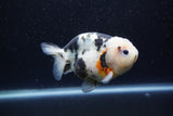 Milk Cow Ranchu  Calico 4.5 Inch (ID#1224R10c-81) Free2Day SHIPPING