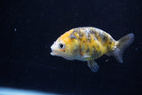 2Pack Ranchu  1.5-2 Inch (ID#1210ToPTD-11) Free2Day SHIPPING