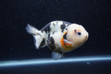 Milk Cow Ranchu  Calico 4.5 Inch (ID#1224R10c-81) Free2Day SHIPPING