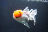 Thai Oranda  Red Cap 5 Inch (ID#1018To13a-50) Free2Day SHIPPING