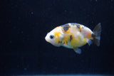 2Pack Ranchu  1.5-2 Inch (ID#1210ToPTD-11) Free2Day SHIPPING