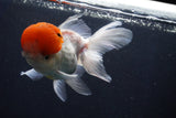 Thai Oranda  Red Cap 5 Inch (ID#1018To13a-50) Free2Day SHIPPING