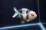 Milk Cow Ranchu  Calico 4.5 Inch (ID#1224R10c-81) Free2Day SHIPPING