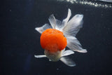 Thai Oranda  Red Cap 5 Inch (ID#1018To13a-50) Free2Day SHIPPING