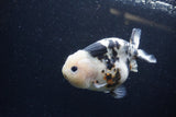 Milk Cow Ranchu  Calico 4.5 Inch (ID#1224R10c-81) Free2Day SHIPPING