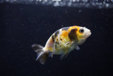 2Pack Ranchu  1.5-2 Inch (ID#1210ToPTD-11) Free2Day SHIPPING