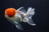 Thai Oranda  Red Cap 5 Inch (ID#1018To13a-50) Free2Day SHIPPING