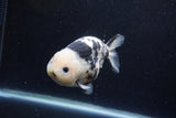 Milk Cow Ranchu  Calico 4.5 Inch (ID#1224R10c-81) Free2Day SHIPPING