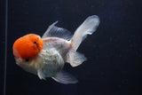 Thai Oranda  Red Cap 5 Inch (ID#1018To13a-50) Free2Day SHIPPING