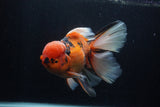 Giant Thai Oranda  Calico 7.5 Inch (ID#0103T13a-111)