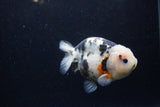 Milk Cow Ranchu  Calico 4.5 Inch (ID#1224R10c-81) Free2Day SHIPPING