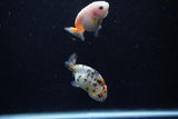 2Pack Ranchu  1.5-2 Inch (ID#1210ToPTD-12) Free2Day SHIPPING