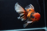 Giant Thai Oranda  Calico 7.5 Inch (ID#0103T13a-111)