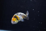 2Pack Ranchu  1.5-2 Inch (ID#1210ToPTD-12) Free2Day SHIPPING