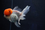 Thai Oranda  Red Cap 5 Inch (ID#1018To13a-50) Free2Day SHIPPING