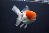 Thai Oranda  Red Cap 5 Inch (ID#1018To13a-50) Free2Day SHIPPING