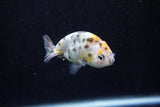 2Pack Ranchu  1.5-2 Inch (ID#1210ToPTD-12) Free2Day SHIPPING