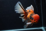 Giant Thai Oranda  Calico 7.5 Inch (ID#0103T13a-111)